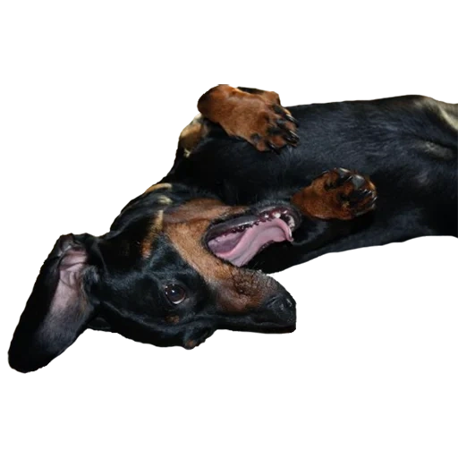 dachshund, the dog is an animal, pets, pets, dead dachshund dog