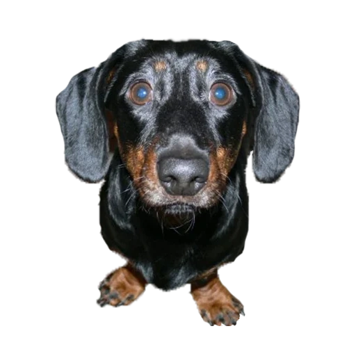 dachshund, dachshund puppies, dachshund, dachshund breed, day day