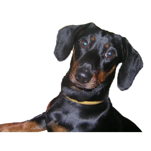 dachshund, dachshund, black dachshund, doberman breed, smooth haired dachshund