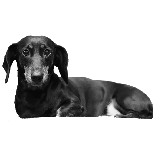 dachshund, dachshund color, dachshund, dachshund breed, the dachshund is black