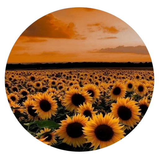 sunflower, sunflower field, the field of sunflower, beautiful sunflower, sunflower aesthetics