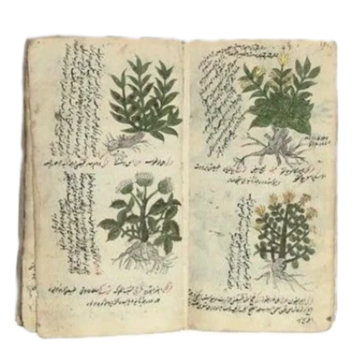 plant, plant herbalist, herbarium hemp, ancient herbalist, medicinal plants