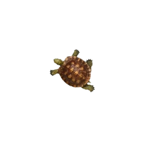 черепаха, морская черепаха, слоновая черепаха, черепаха белом фоне, панцирь морской черепахи