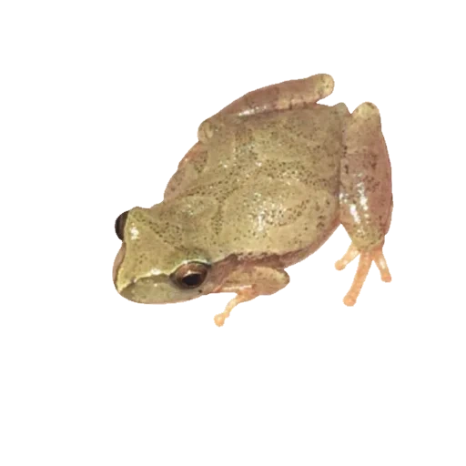 frog, tkachenko, brown frog, the frog is ordinary, big brown frogs