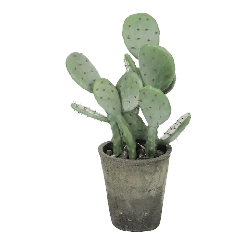 cactus, option cactus, plante de cactus, cactus option mini, pot d'options de cactus