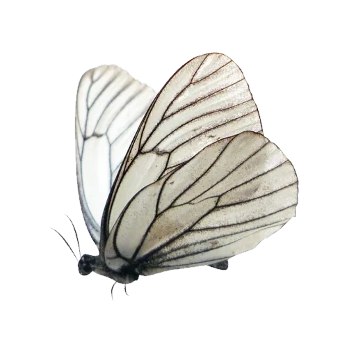 mariposa, mariposa blanca, mariposa gráfica, mariposa, kaputnitsa mariposa