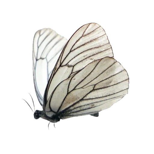 schmetterling, weißer schmetterling, grafik schmetterling, motten schmetterling, kaputnitsa butterfly