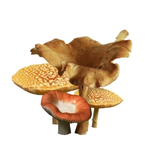 грибы, древесные грибы, гриб прозрачном фоне, трутовик гриб паразит, гриб трутовик чешуйчатый