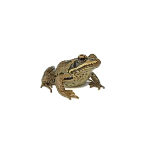 лягушка, лягушка жаба, травяная лягушка, обыкновенная лягушка, лягушка обычная стоковое изображение