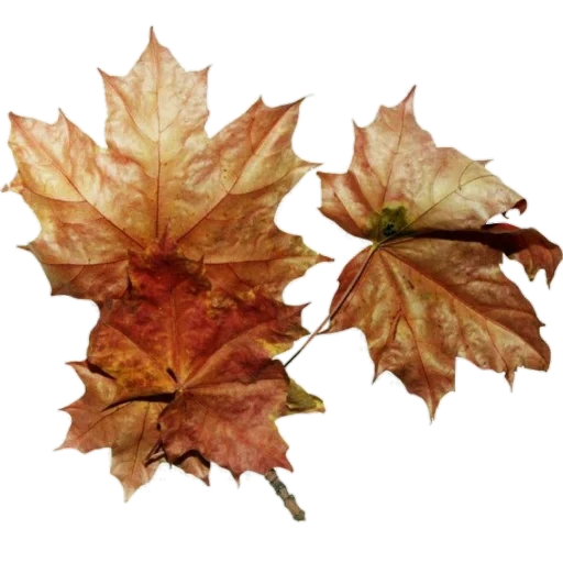 лист клена, кленовый лист, осенний лист клена, осень кленовые листья, осенний кленовый лист