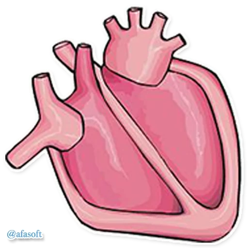 illustration, cœur humain, ventricule, l'échographie du cœur dessinait