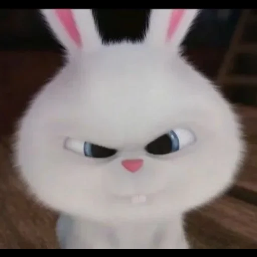 rabbit, rabbit snowball, angry rabbit, secret life pet rabbit, the secret life of pet rabbit