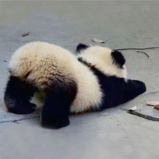 панда, милая панда, панда смешная, животные забавные, маленькие пандочки