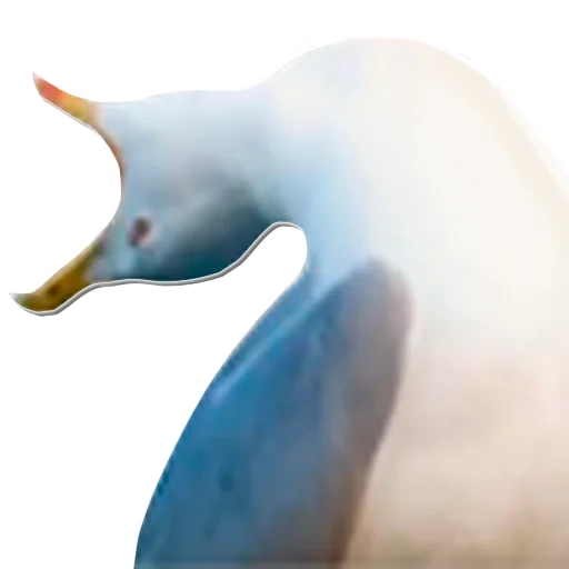 gaivota, pássaro de gaivota, gaivota gritando, gaivota gritando, gaivota de riso