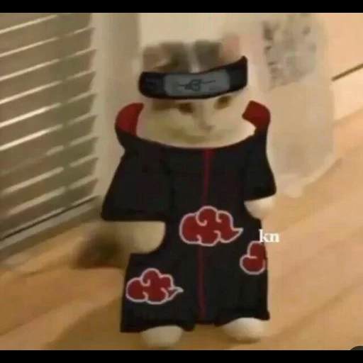 un jouet, capture d'écran, drôle naruto, itachi akatsuki, vêtements de chats drôles akatsuki