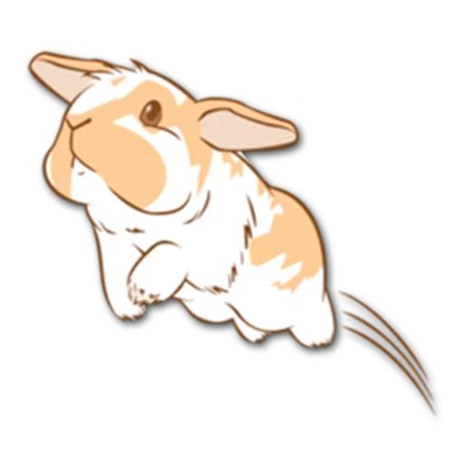 coniglio, hare sketch, bella conigli, disegno di coniglio, schizzo di coniglio