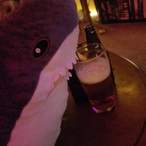 minuman keras, hiu, hiu ikei, hiu blochei