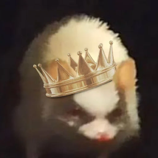 a cat, katya kotofei, ferry crown, a cat crown, a kitten crown