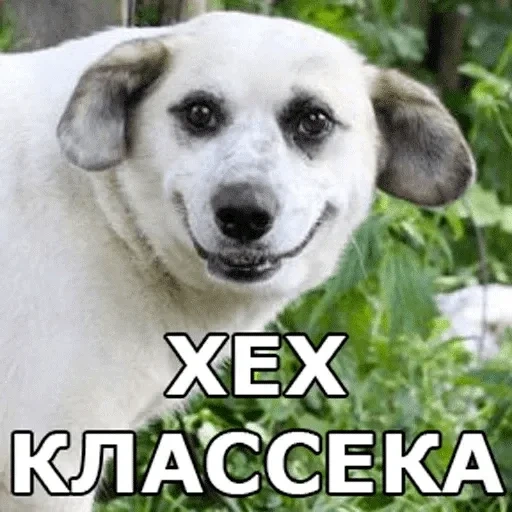 check, meme dog, smiling dog, smiling-faced dog, dog smile meme