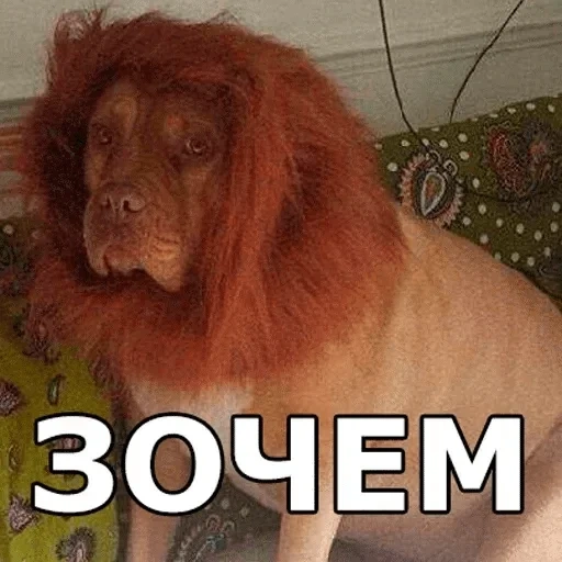 lion, cat, biceli, unknown number, meme poodle