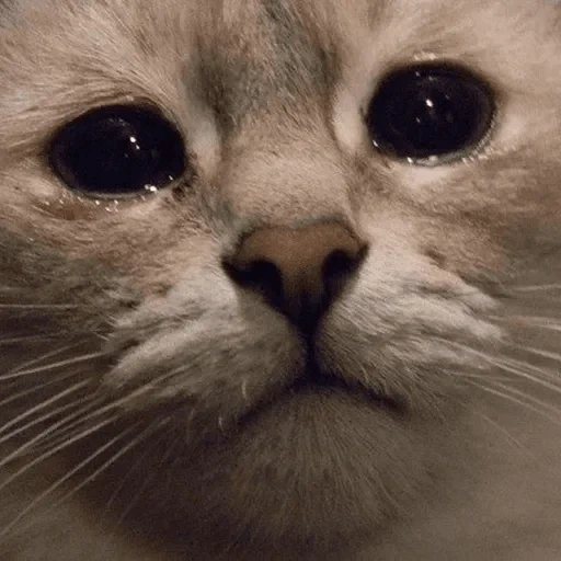 a tearful seal, sad cat, crying cat, sad cat, the cat cried very sadly