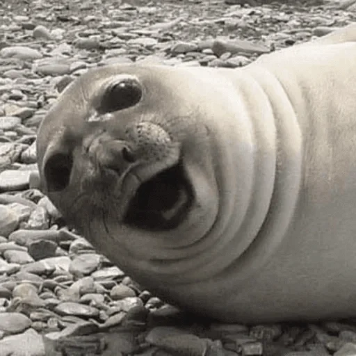 seal, awkward seal, ross seal, cheerful seal, funny seal