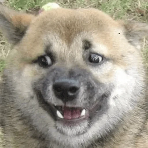 cão de madeira, cão akita, cachorro de lenha, cachorro de lenha, cachorro akita