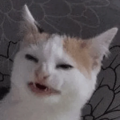 cat, cat meme, meme cat, cat crying meme, crying and smiling cat