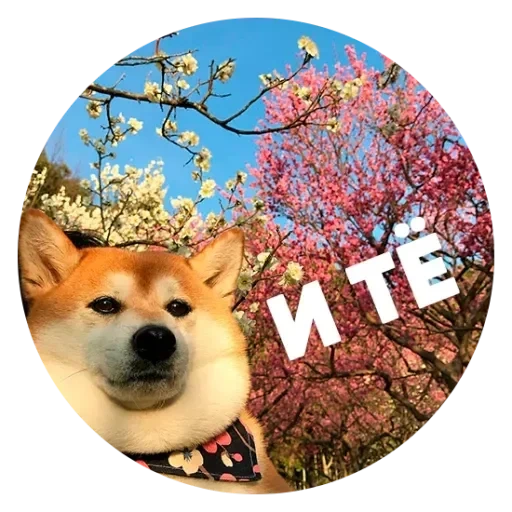 ténèbres, shiba inu, siba inu, akita inu, siba inu japon