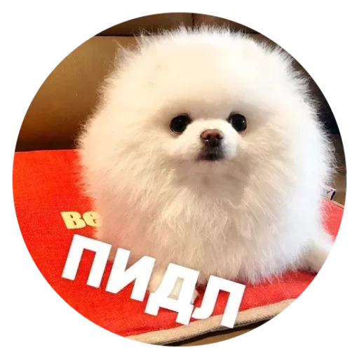 spitz, spitz white, breed spitz, anjing spitz, spitz pomeranian