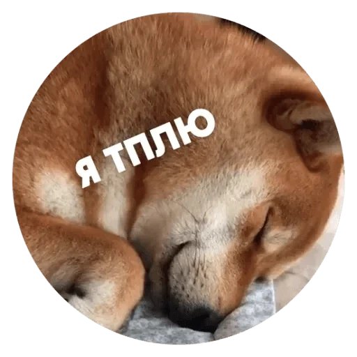 кот, сиба ину, shiba inu