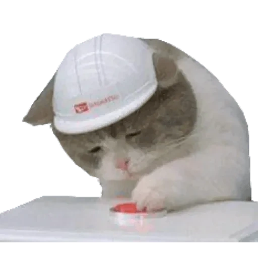 cat helmet, seal helmet, cat helmet meme, sad cat, the cat pressed the button