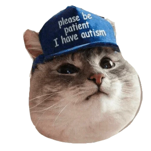 кот, autism cat, кот кепке аутист, новогодние мемы котами, please be patient i have autism