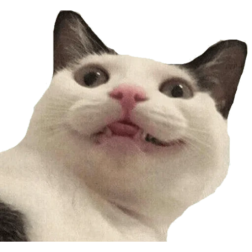 meme kucing, kitty meme, meme kucing, cat with lips meme, kucing lucu itu lucu