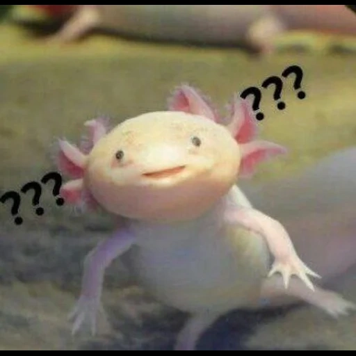 axolotl, dieu axolotl, axolotl chan dune, axolote, axolotl axolotl