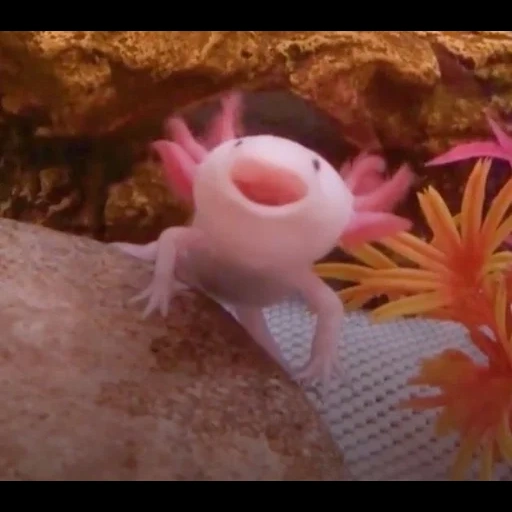 ajolote, ajolote, memes axolotl, axolotle luntik, bostezo de axolotl