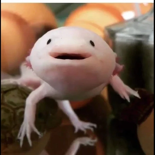 axolotl, mème axolote, mème axolotl, mèmes axolotl, sweet axolotl
