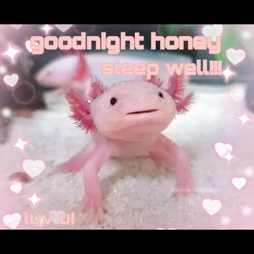axolotl, mèmes axolotl, axolotle 128x128, axolotle est rose, axolotle est petit