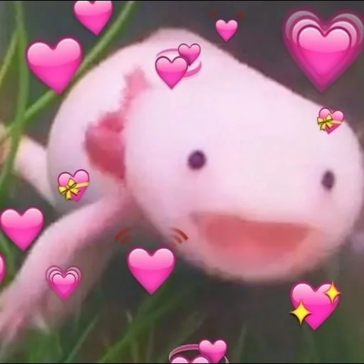 axolotl, tangkapan layar, reddit moment, binatang yang lucu, dodo