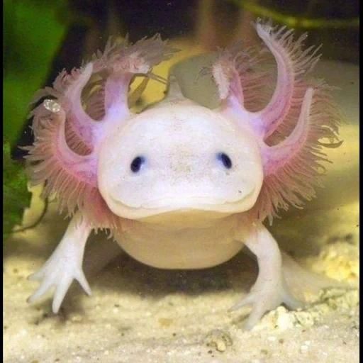 ajolote, pez axolotl, axolotle dorado, animal axolotl, axolotl es un dragón azul