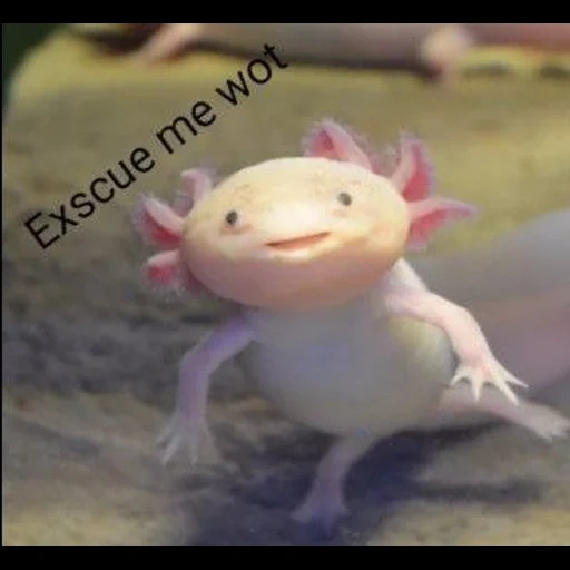ajolote, dios axolotl, axolotl rosa, axolotl chan dune, animal axolotle