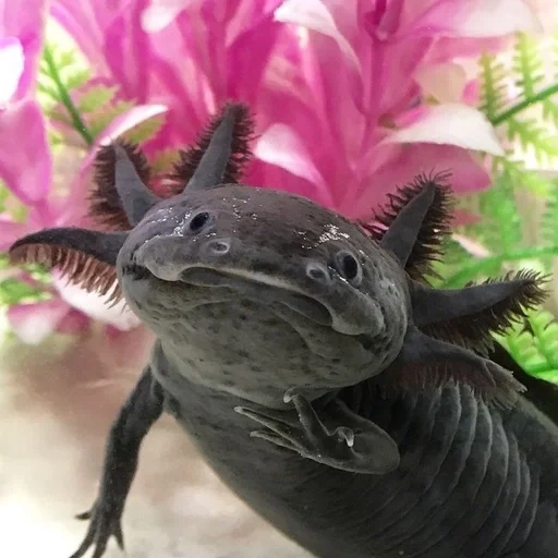 axolotl, axolotle est noir, axolote, amphome axolotl, axolotl d'aquarium de triton