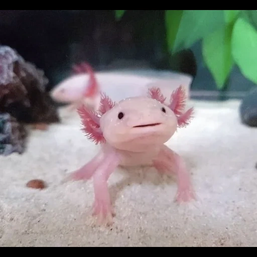axolotl, аксолотль, аксолотль геншин, аксолотль розовый, аксолотль альбинос