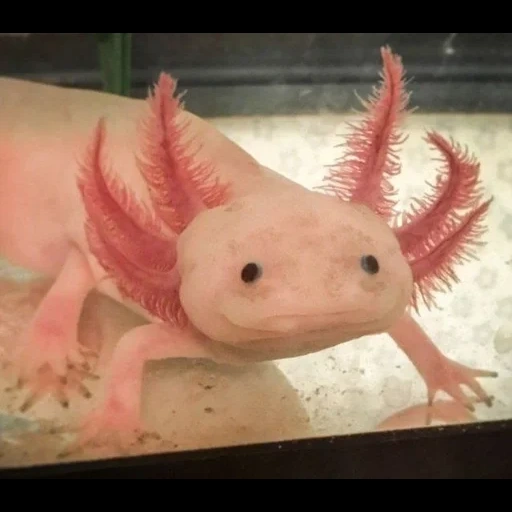 ajolote, pez axolotl, pez axolotl, axolotl genshin, violeta axolotl