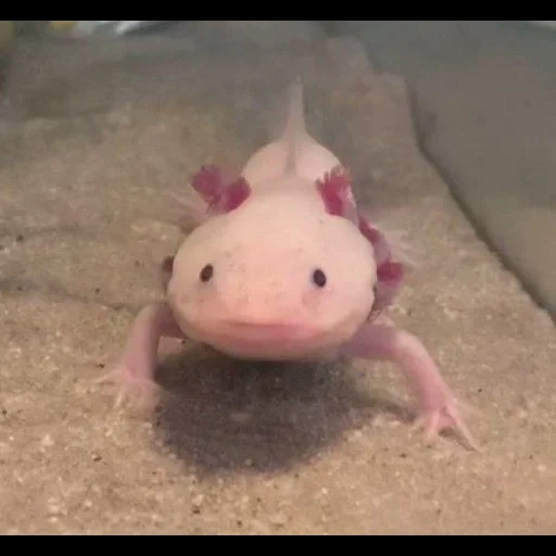 ajolote, los animales son lindos, axolotl chan dune, animal axolotl, plastilina de axolotle