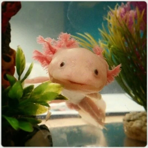 axolotl, mèmes axolotl, poisson axolotl, axolote noir, axolote