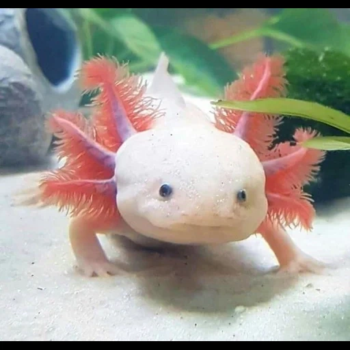 axolotl, axolotl bleu, poisson axolotl, axolotl rose, dragon axolotl