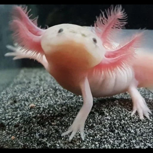ajolote, axolotl blanco, axolotle dorado, axolotle es rosa, animal axolotle
