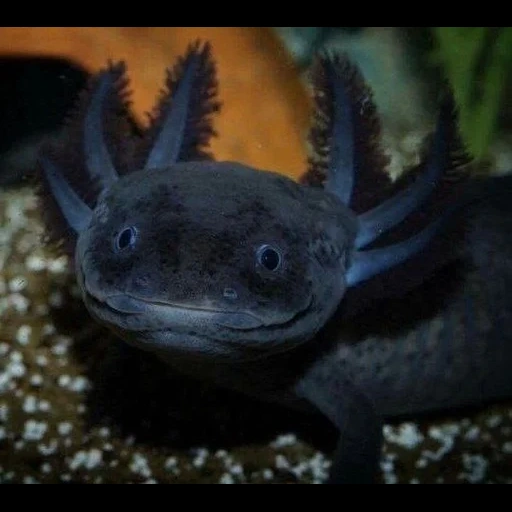 ajolote, agosto de 2022, humor extraño, axolotle es negro, axolotl es oscuro