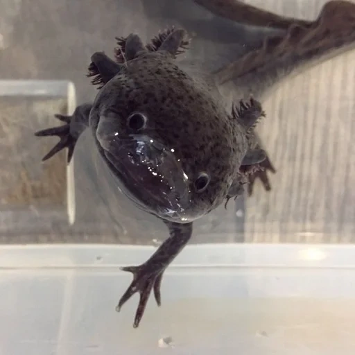 axolotl, axolotl noir, axolotl agate, axolote adulte, ambisome axolote